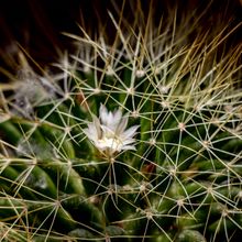 A photo of Thelocactus macdowellii