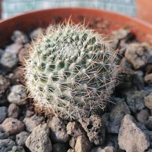 Photo of a cactus currently being identified