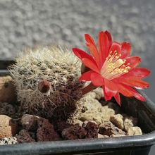 Photo of a cactus currently being identified