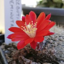Photo of a cactus currently being identified