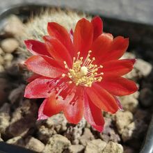 Photo of a cactus currently being identified