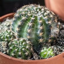 Una foto de Echinopsis arachnacantha