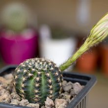 Una foto de Echinopsis arachnacantha