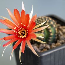 Una foto de Echinopsis arachnacantha
