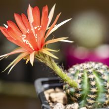 Una foto de Echinopsis arachnacantha