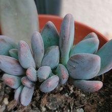 A photo of Sedeveria cv. blue mist
