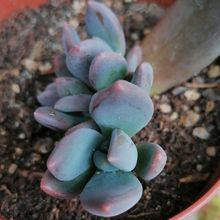 A photo of Sedeveria cv. blue mist