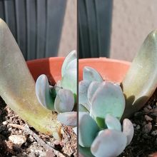 A photo of Sedeveria cv. blue mist