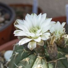 A photo of Gymnocalycium bodenbenderianum