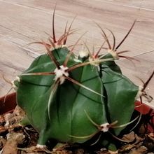 A photo of Ferocactus histrix