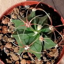 A photo of Ferocactus histrix