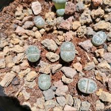 Foto de un cactus que se está identificando actualmente