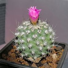 Una foto de Turbinicarpus roseiflorus