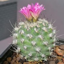 Una foto de Turbinicarpus roseiflorus