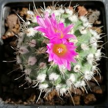 Una foto de Turbinicarpus roseiflorus
