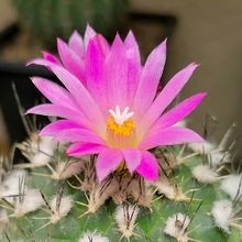 Una foto de Turbinicarpus roseiflorus