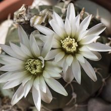 A photo of Gymnocalycium bodenbenderianum