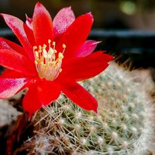 Photo of a cactus currently being identified