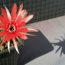 Una foto de Echinopsis arachnacantha