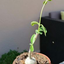 Una foto de Fockea edulis