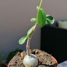 Una foto de Fockea edulis