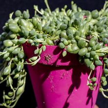 Una foto de Senecio herreianus