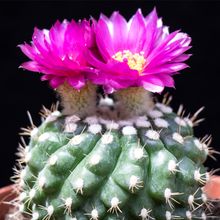 A photo of Notocactus uebelmannianus