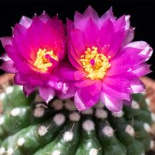 A photo of Notocactus uebelmannianus
