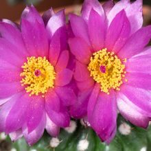 A photo of Notocactus uebelmannianus