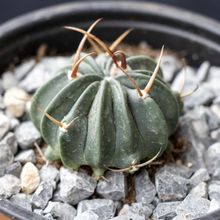 A photo of Stenocactus coptonogonus