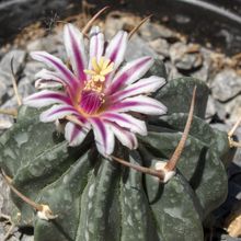 A photo of Stenocactus coptonogonus