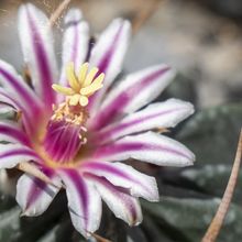 A photo of Stenocactus coptonogonus
