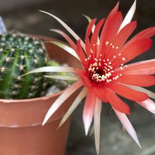 Una foto de Echinopsis arachnacantha