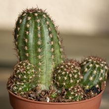 Foto de un cactus que se está identificando actualmente