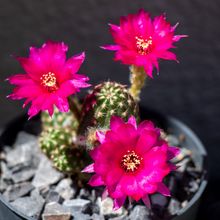 Foto de un cactus que se está identificando actualmente