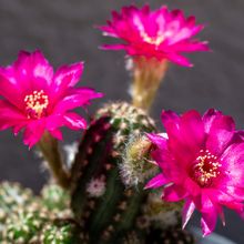 Foto de un cactus que se está identificando actualmente