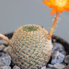 A photo of Rebutia heliosa