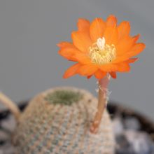A photo of Rebutia heliosa