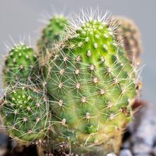 A photo of Lobivia pygmaea