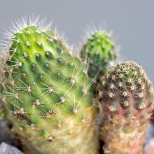 A photo of Lobivia pygmaea
