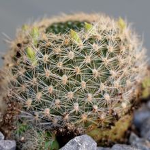 Una foto de Weingartia neocumingii