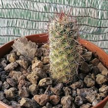 Una foto de Mammillaria mazatlanensis ssp. patonii