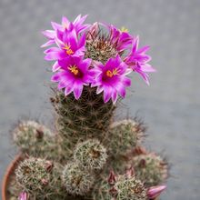 Una foto de Mammillaria mazatlanensis ssp. patonii