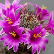 Una foto de Mammillaria mazatlanensis ssp. patonii