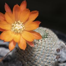 A photo of Rebutia heliosa