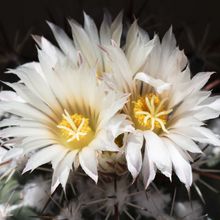 A photo of Coryphantha ottonis