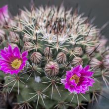 Una foto de Mammillaria standleyi