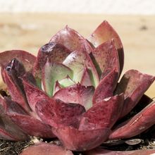 Una foto de Echeveria longissima subsp. brachyantha