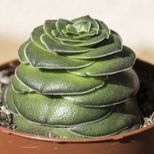 A photo of Crassula hemisphaerica