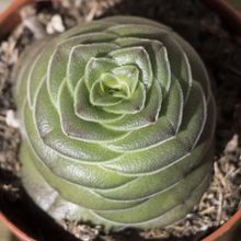 A photo of Crassula hemisphaerica